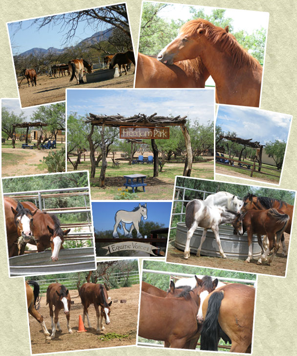 Equine Voices - Safe haven for unwanted PMU mares and foals