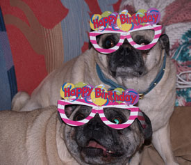 Otis and Brutis birthday party