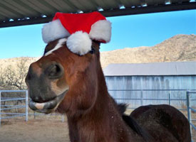 Piper in Santa Hat