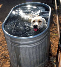 Doggie paddle