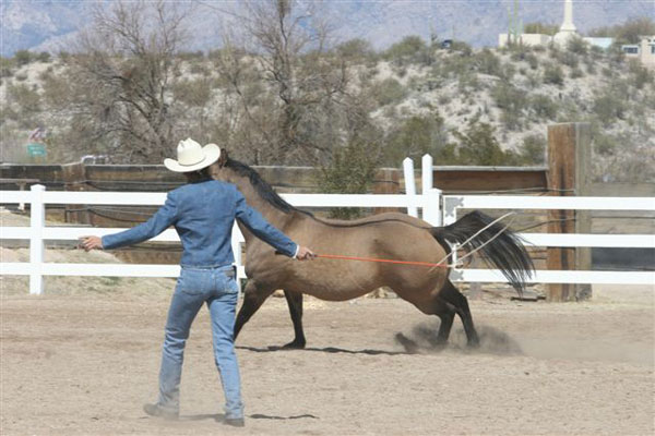 2007 Equine Voices Fundraiser