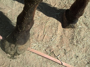 Indian Sunrise foot