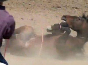 Horse tripping Charrea Rodeo