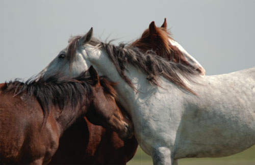 Horse Sanctuary book signing 2013