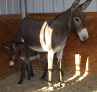 Burros2 (2)