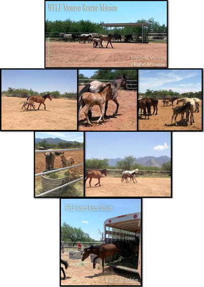 seven-horses