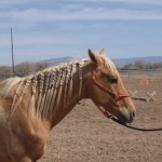 Braided Mane