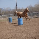 Running the Barrels