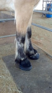 Gulliver's new boots