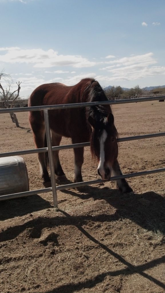 Spanky_2013-01-14