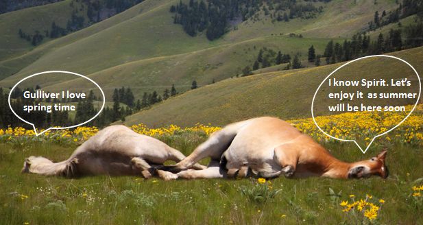 Gulliver and Spirit in the spring time