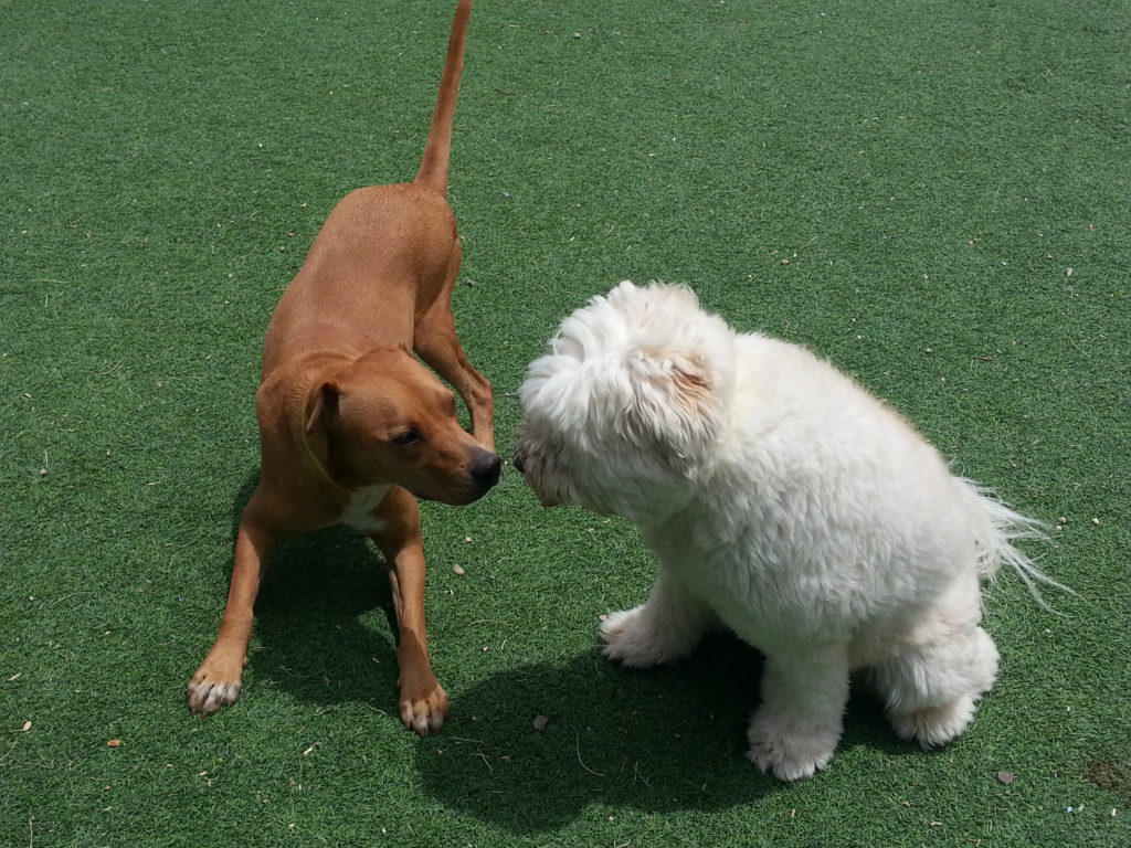 Roadie and his new love