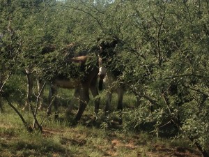 We're the Hidden Donkey's