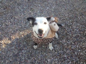 Puma the giraffe