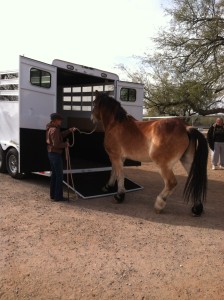 Picture of Carol and Gulliver loading by Ted (2).
