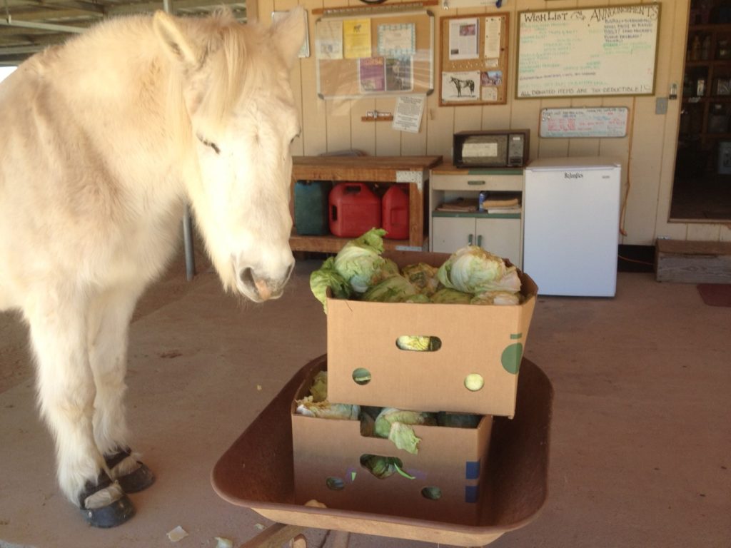 Smokey Joe eating lettuce