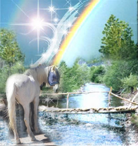 Smokey Joe At Rainbow Bridge