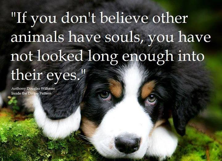 Look into their eyes
