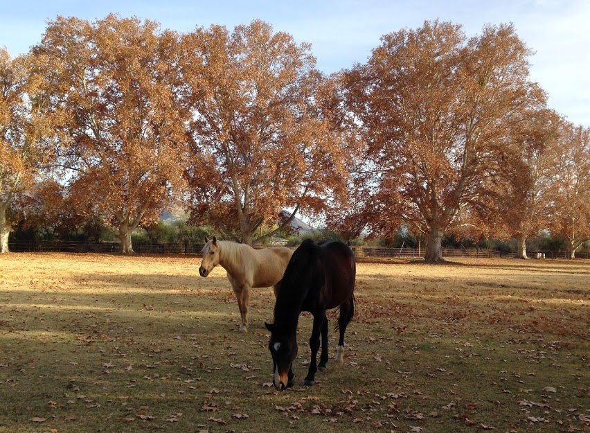 2014_1215Precious & Sundance13