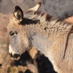 burro2
