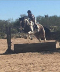 Durango Successful Adoption