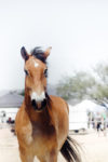 CW Gulliver Festival 4-23-16